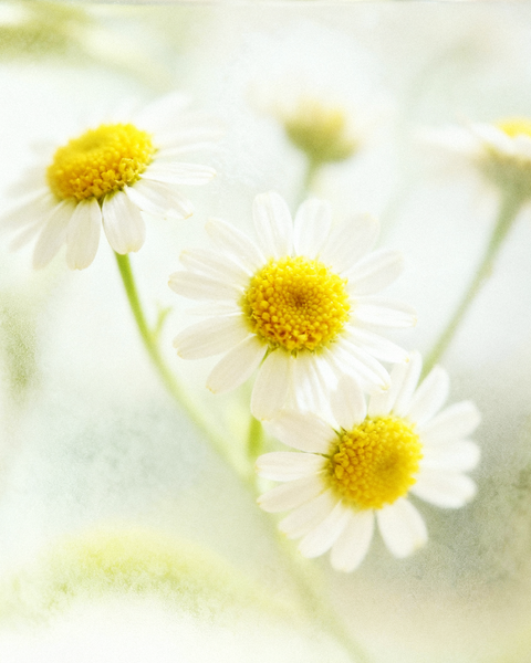 Chamomile